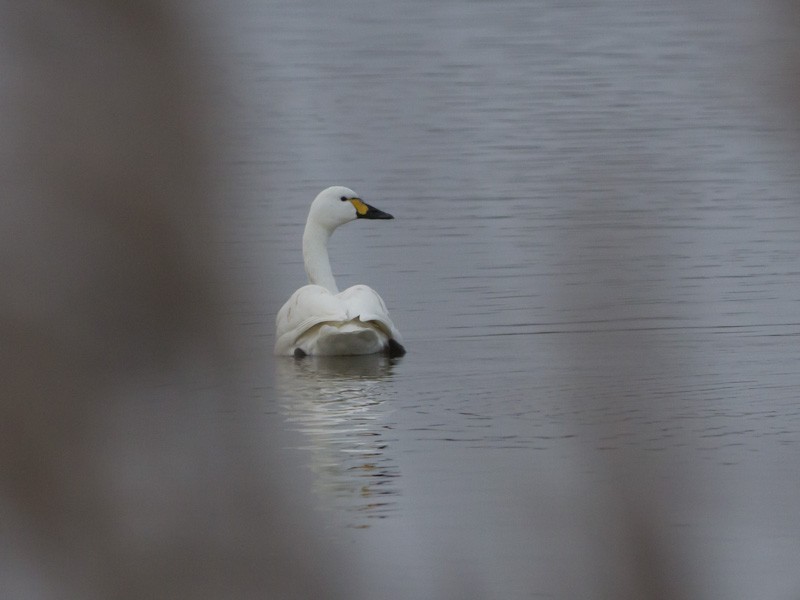 Tundra Swan - ML637320718