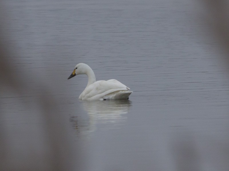 Tundra Swan - ML637320719