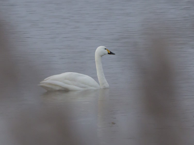 Tundra Swan - ML637320720