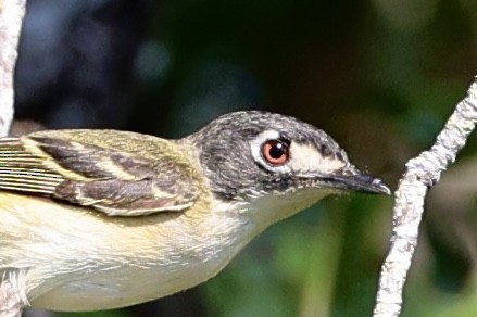 Black-capped Vireo - ML637320757