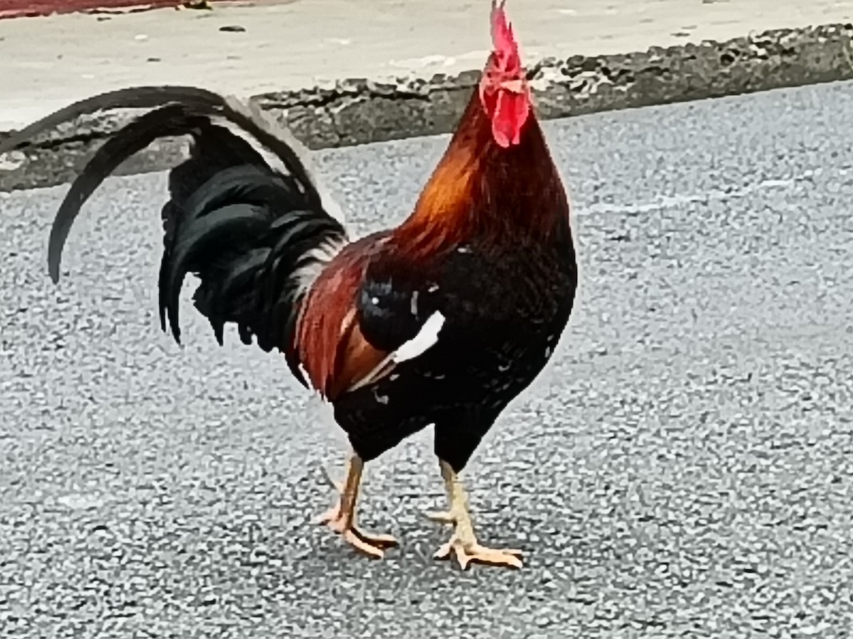Red Junglefowl - ML637320868