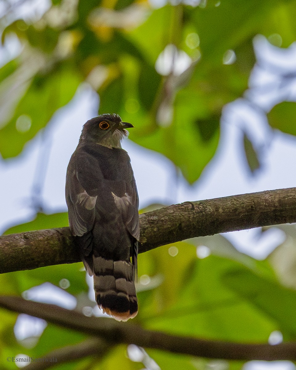 Hodgson's Hawk-Cuckoo - ML637320889