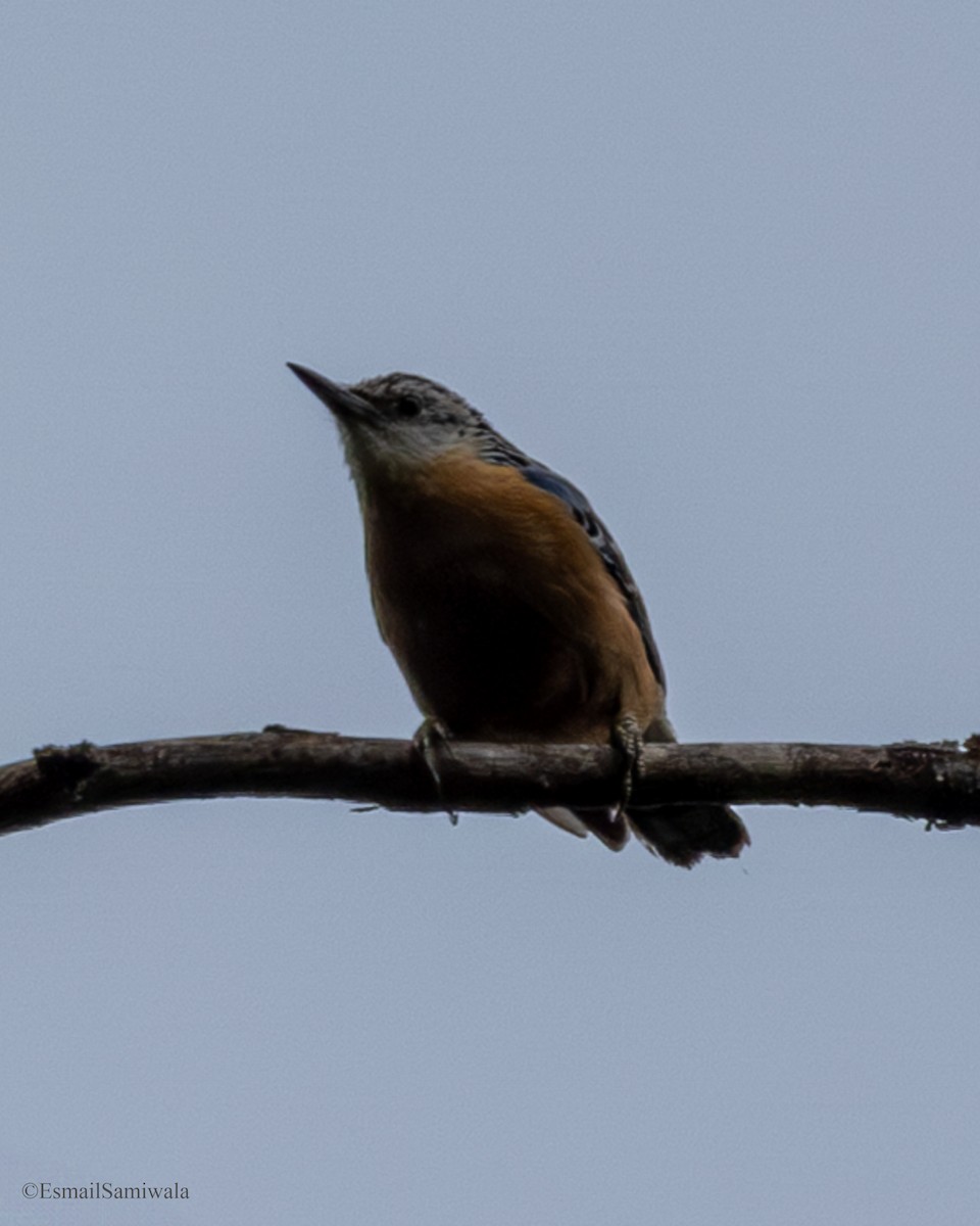 Beautiful Nuthatch - ML637321003