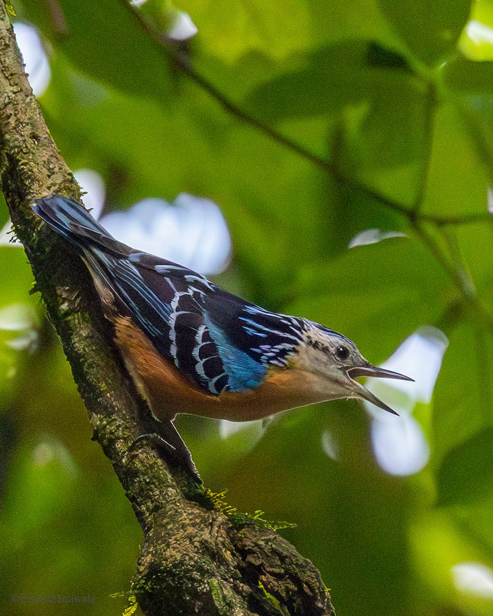 Beautiful Nuthatch - ML637321005