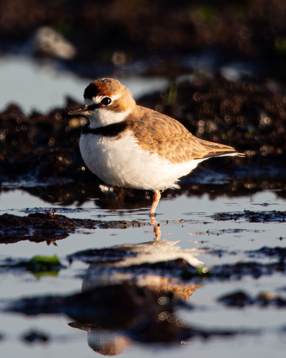 Collared Plover - ML637321040