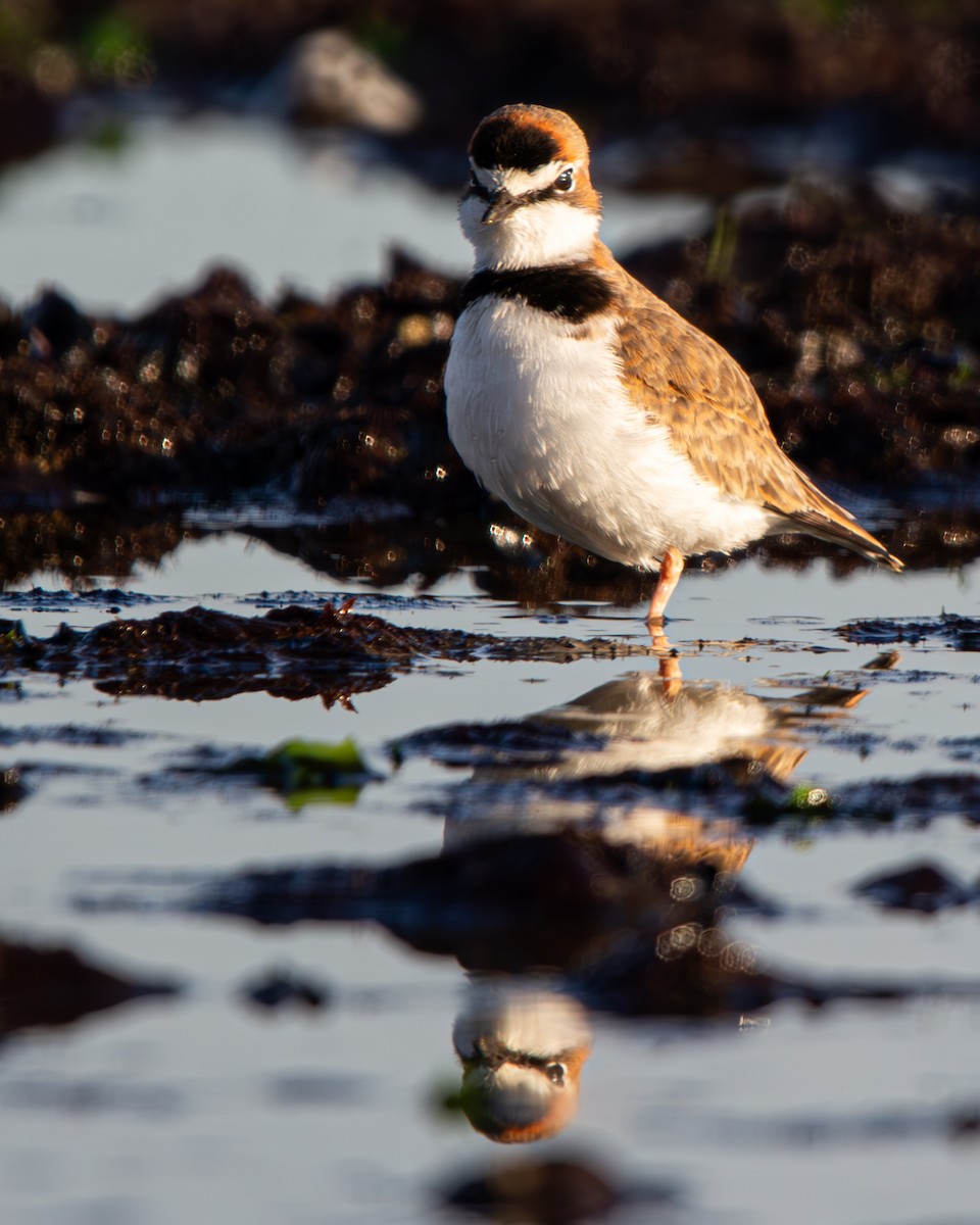 Collared Plover - ML637321041