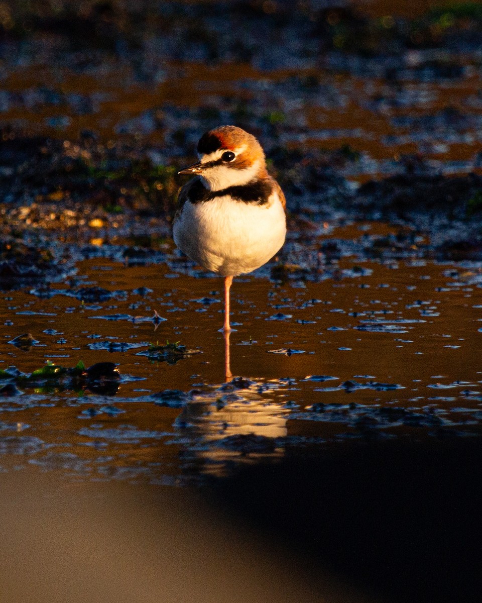Collared Plover - ML637321042