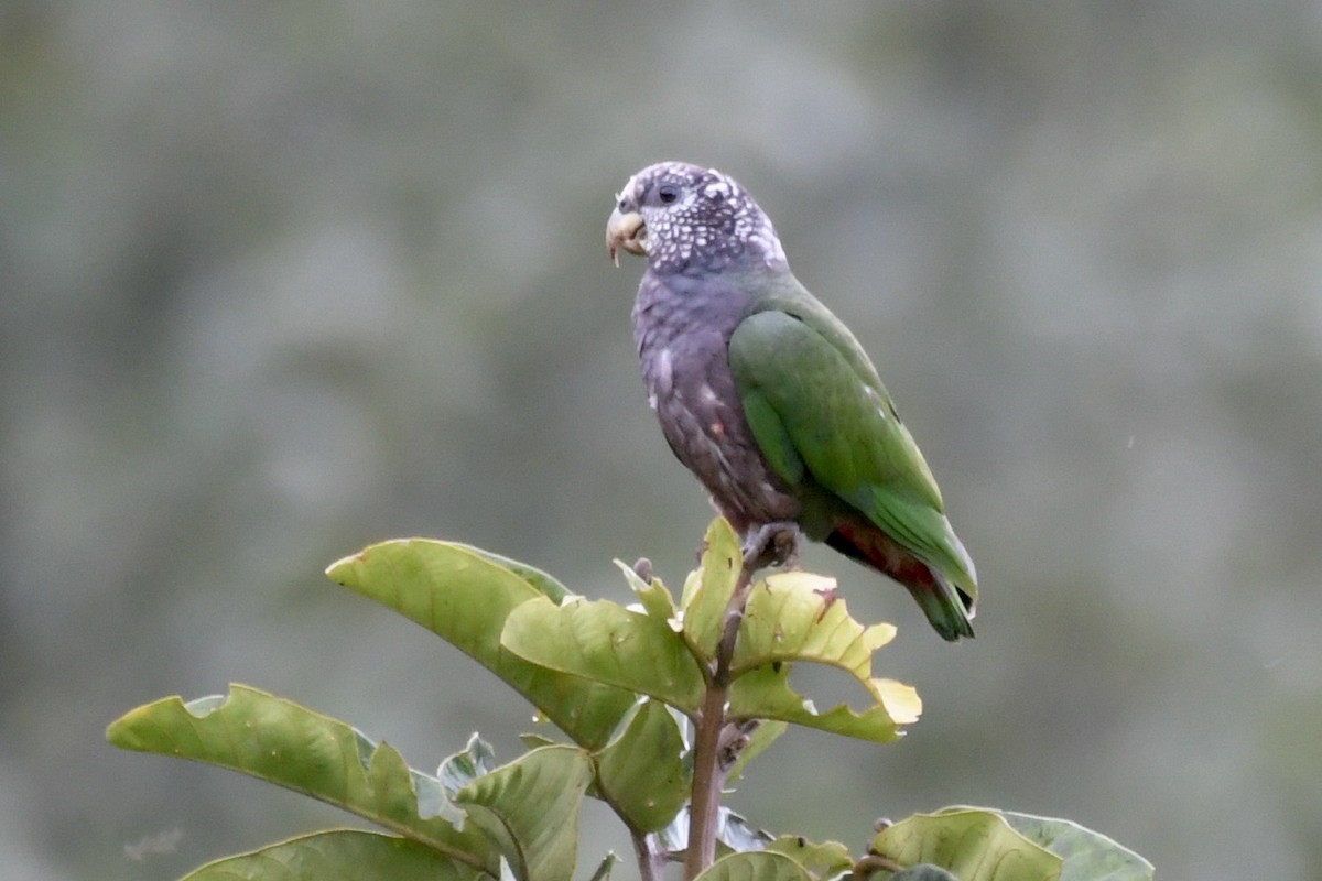 Pione pailletée - ML637321071