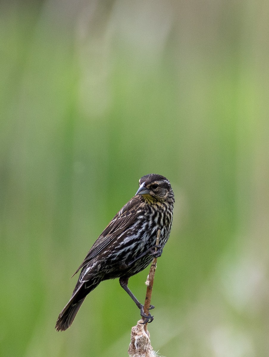 Red-winged Blackbird - ML637321079