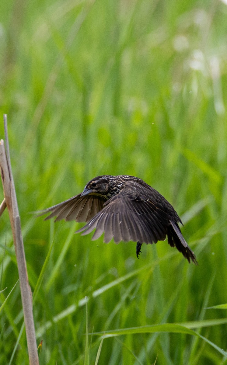 Red-winged Blackbird - ML637321081