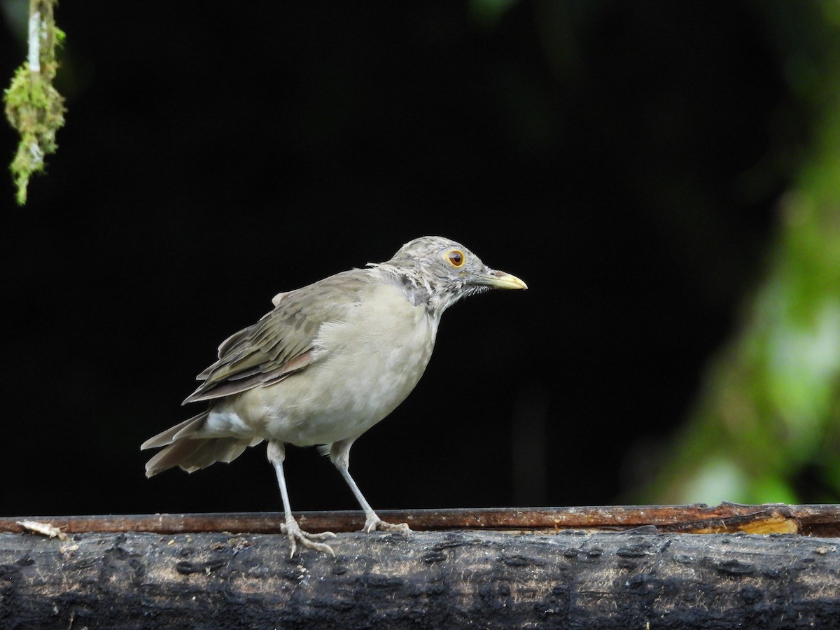 Ecuadorian Thrush - ML637321125