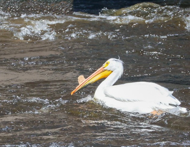 American White Pelican - ML637321135