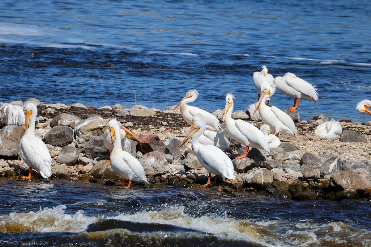 American White Pelican - ML637321136