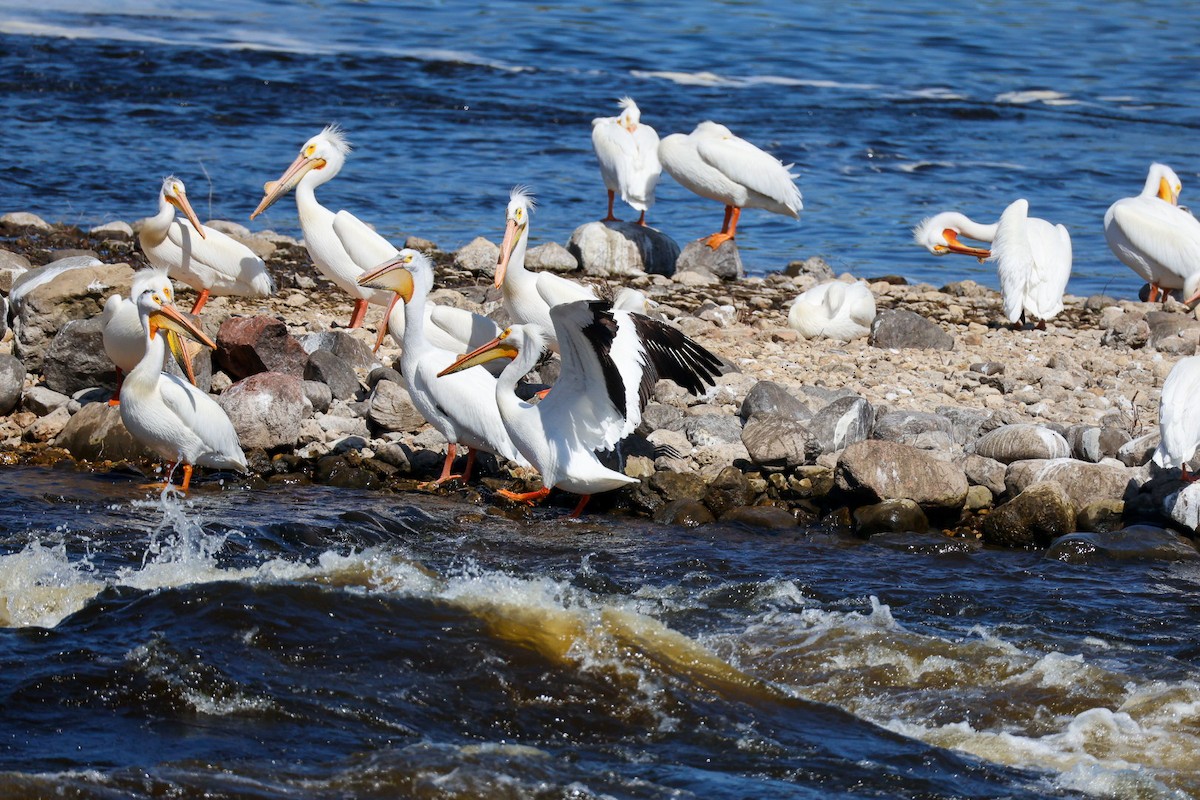 American White Pelican - ML637321137