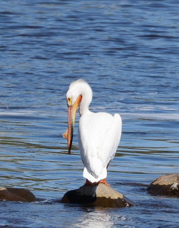American White Pelican - ML637321138