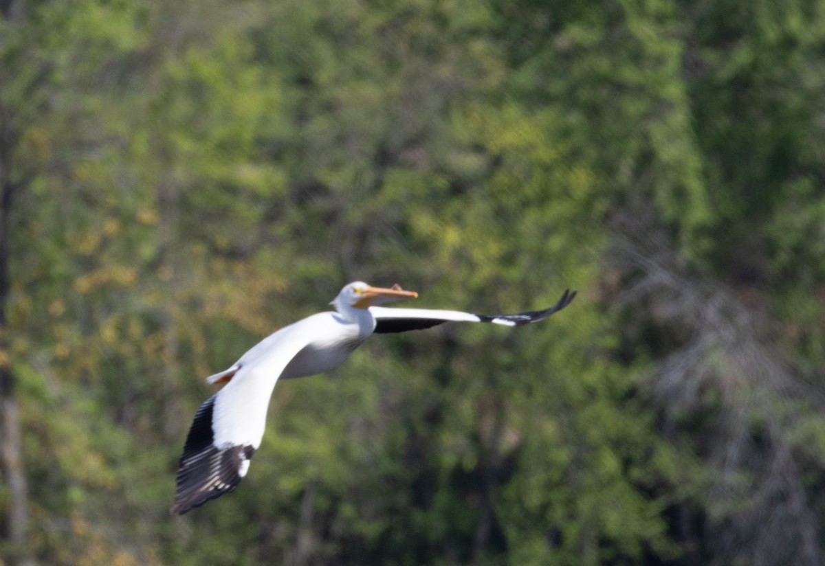 American White Pelican - ML637321139