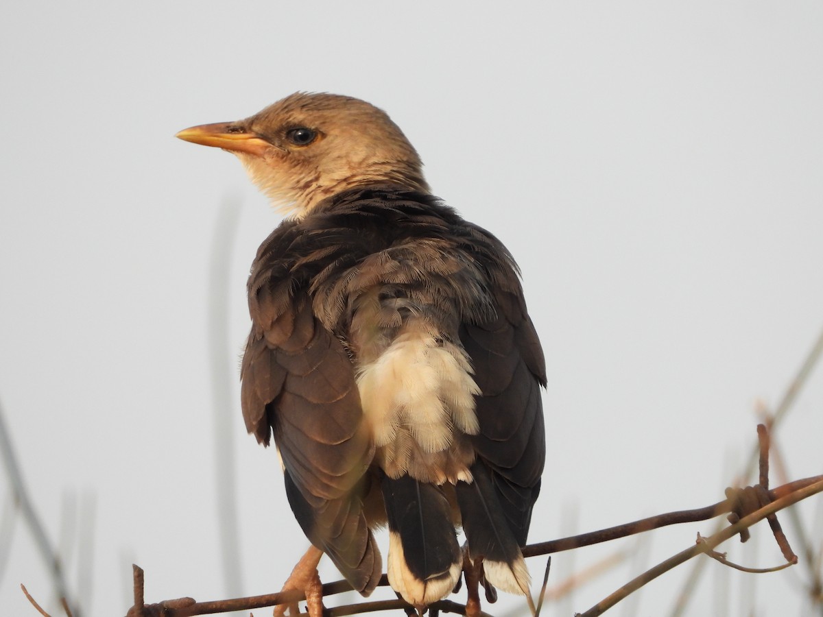 Vinous-breasted Myna - ML637321161
