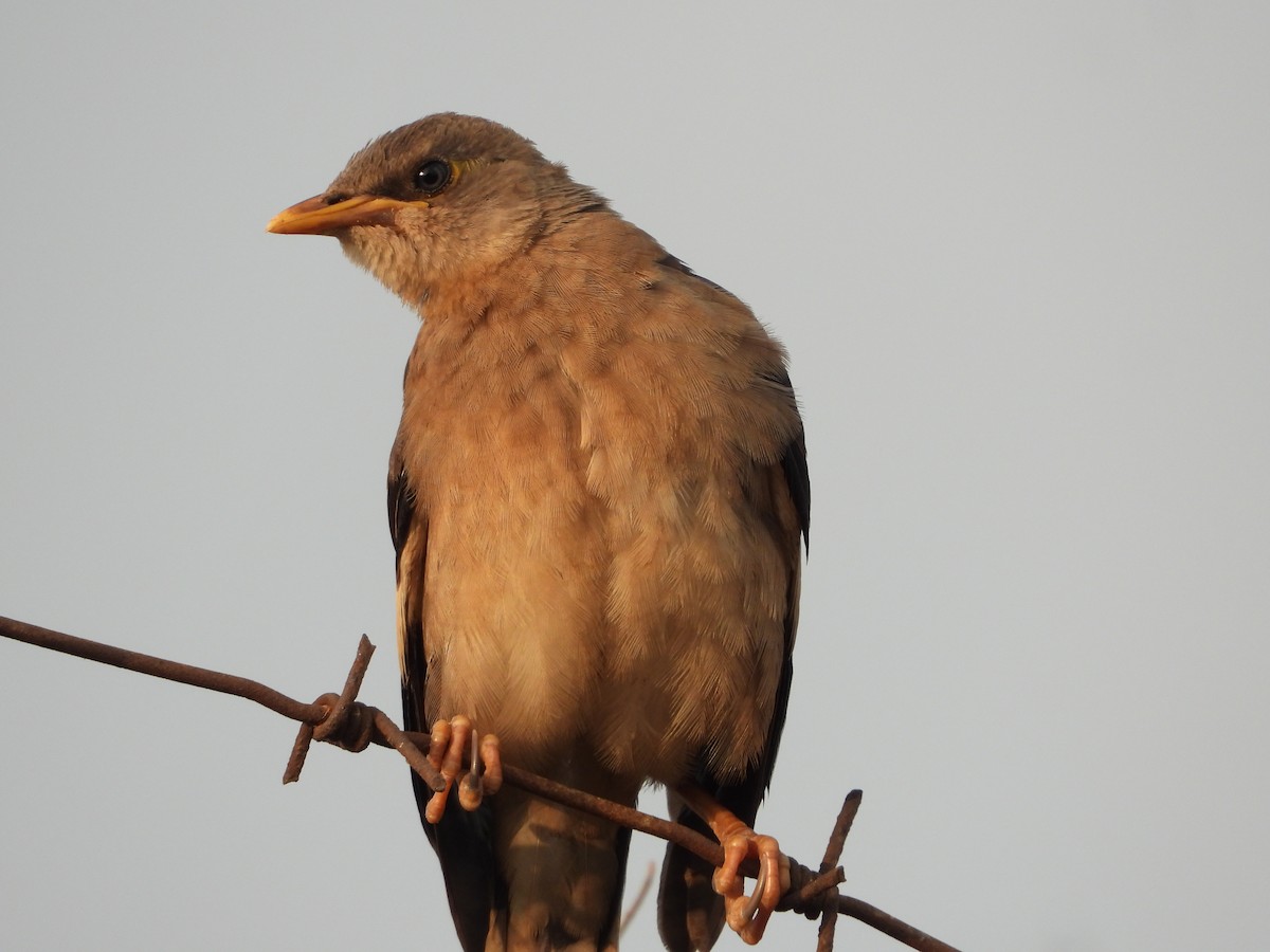 Vinous-breasted Myna - ML637321165