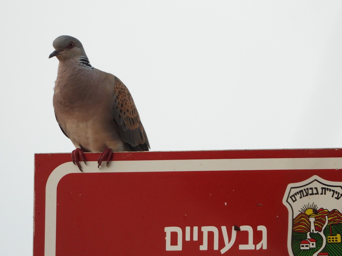 European Turtle-Dove - ML637321200