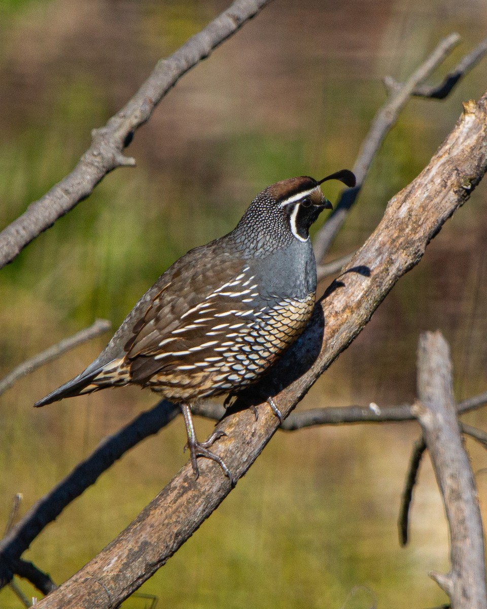 California Quail - ML637321215