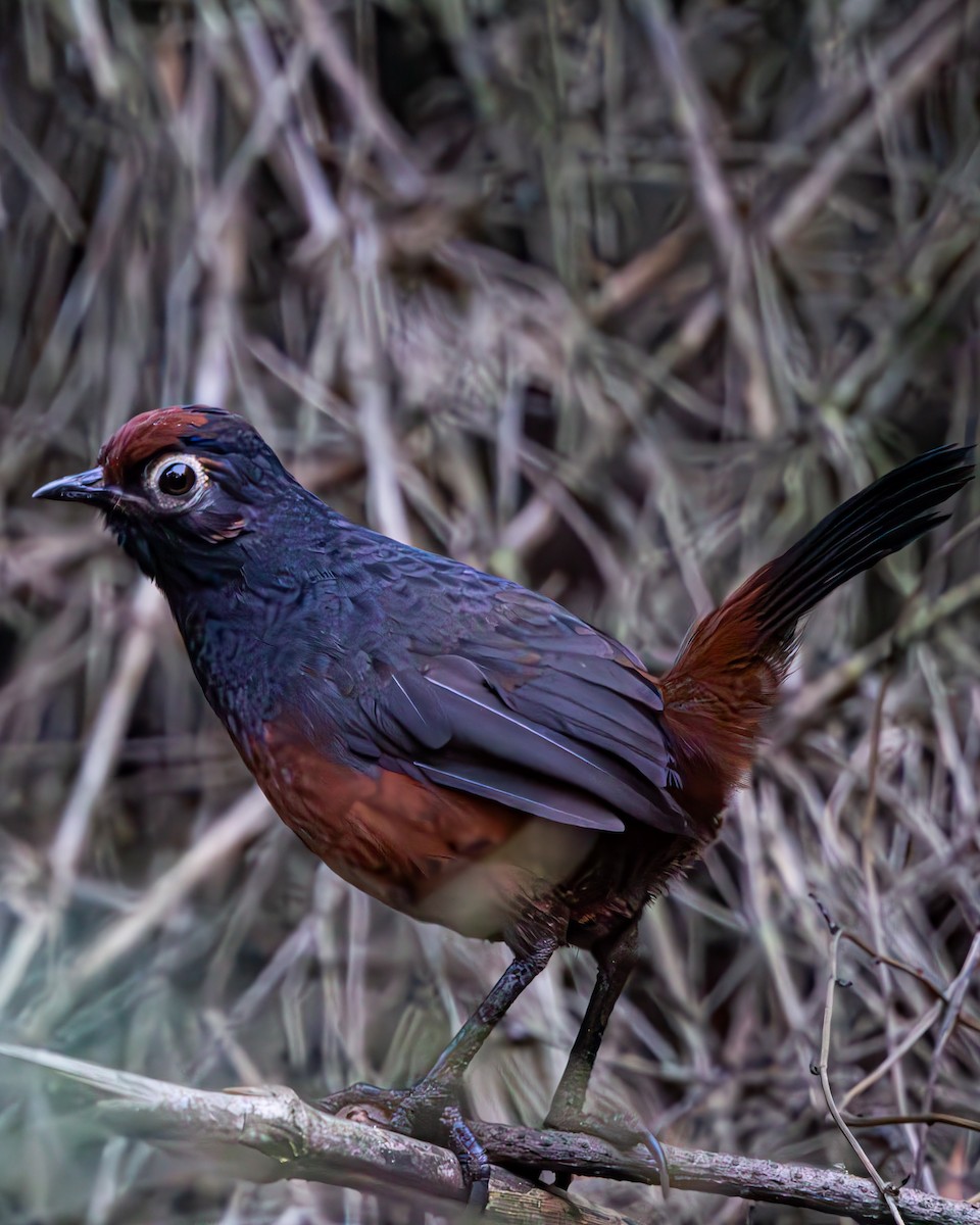 Black-throated Huet-huet - ML637321228