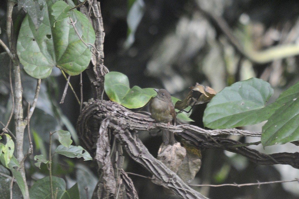 Bulbul verdâtre - ML637321231