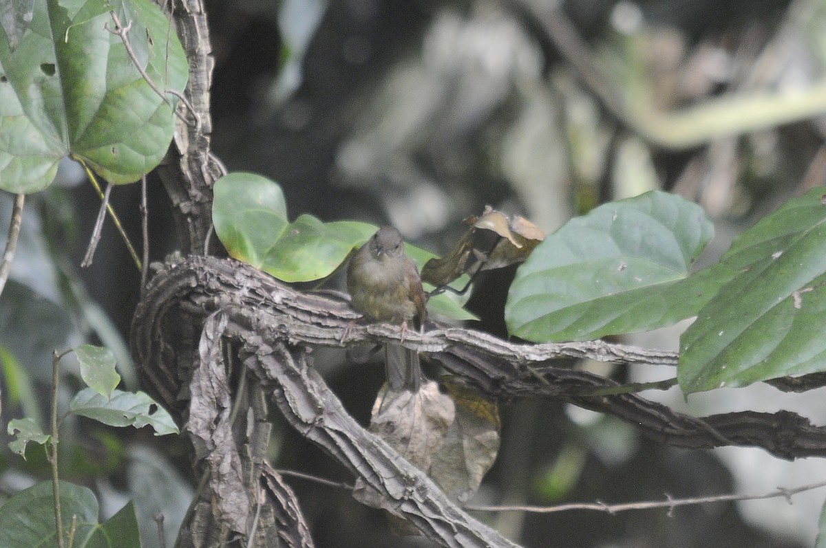 Bulbul verdâtre - ML637321232