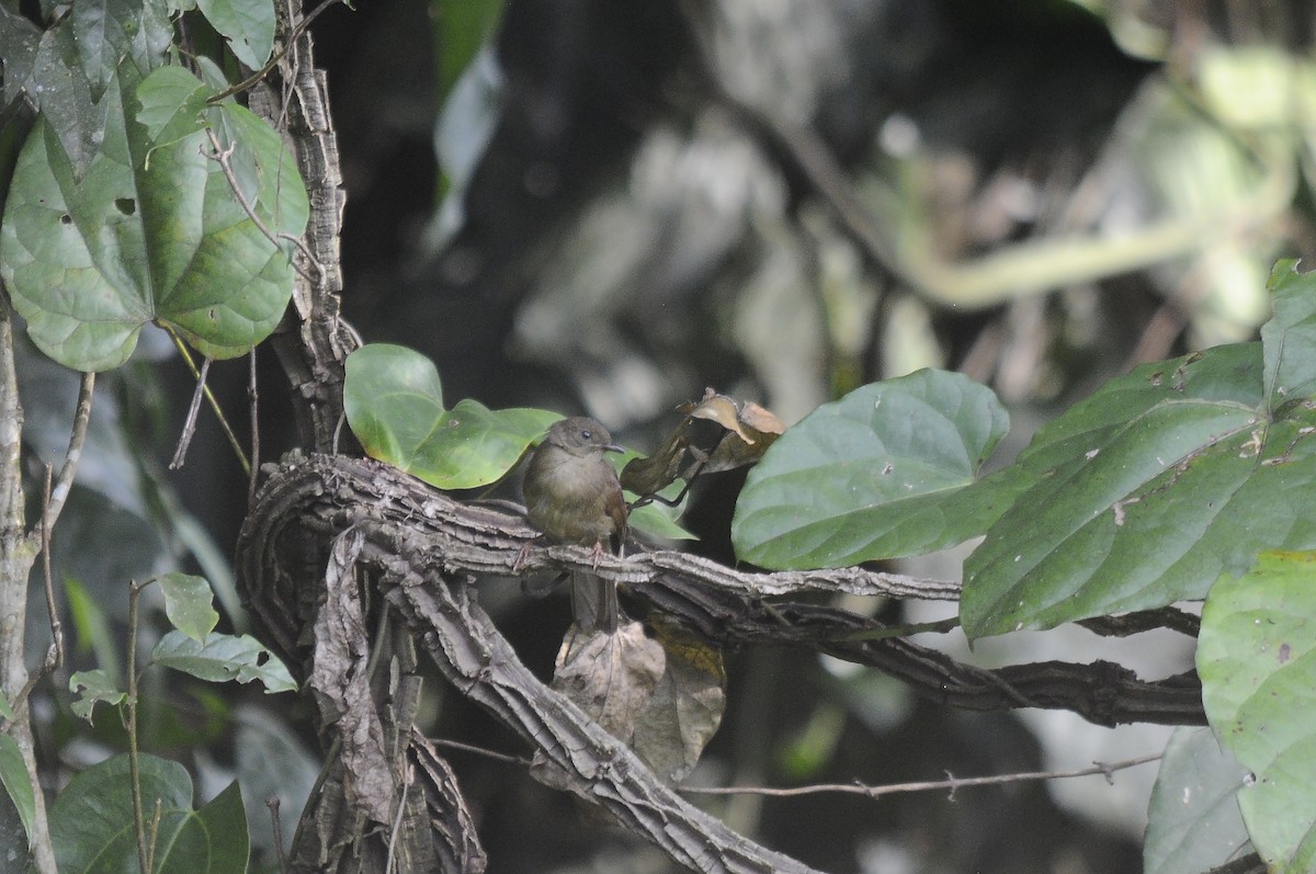Bulbul verdâtre - ML637321233