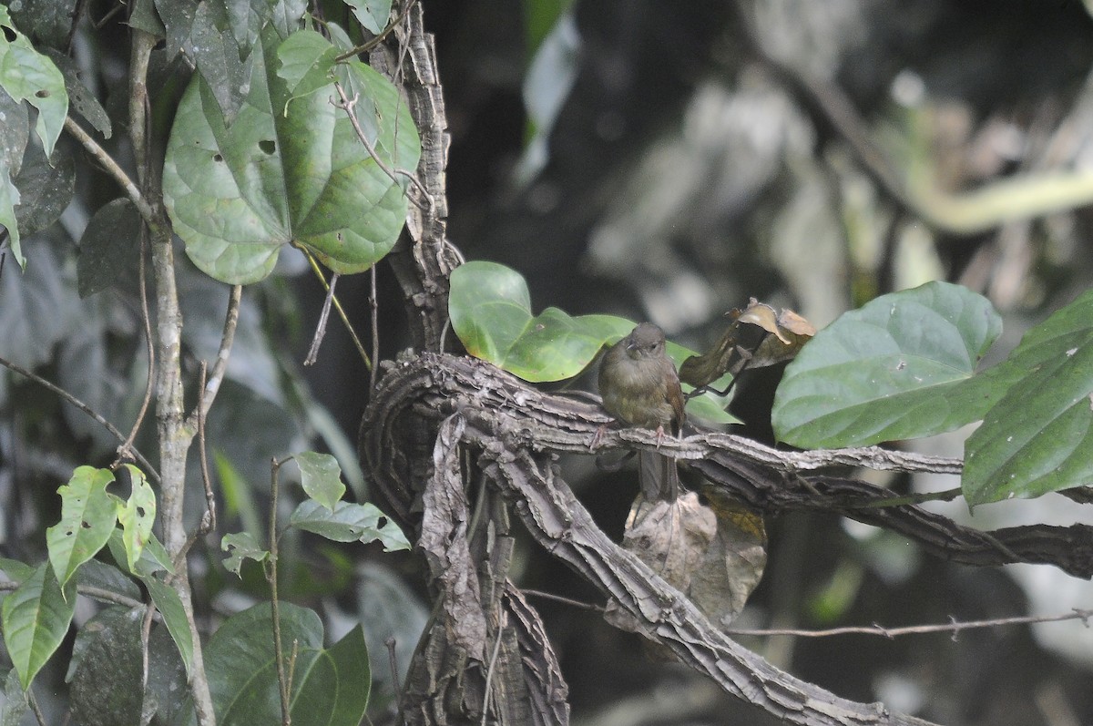 Bulbul verdâtre - ML637321234