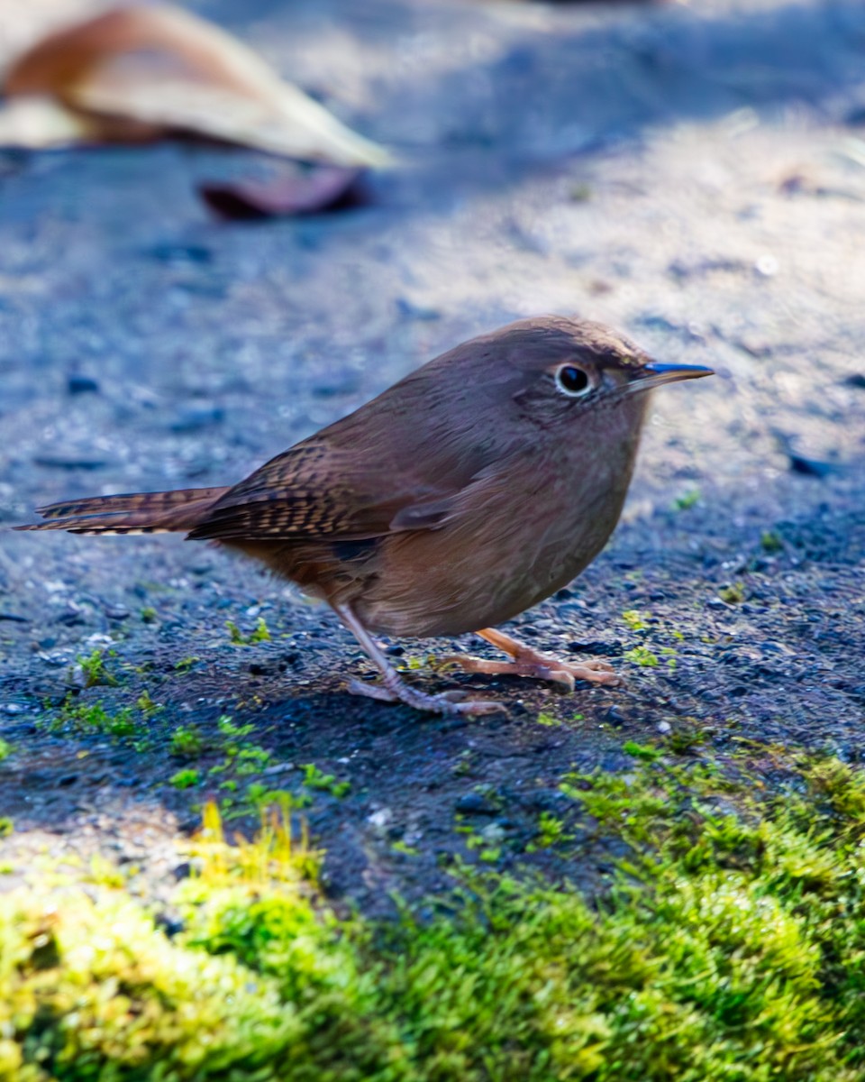 Southern House Wren - ML637321278