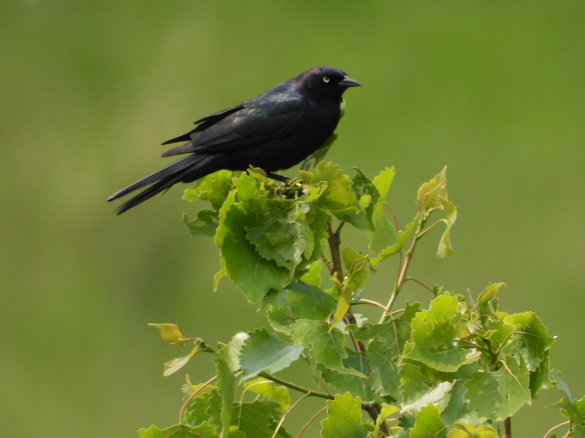 Brewer's Blackbird - ML637321298