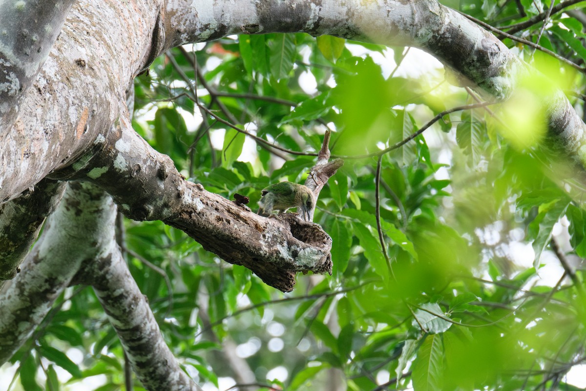 Green-eared Barbet - ML637321373