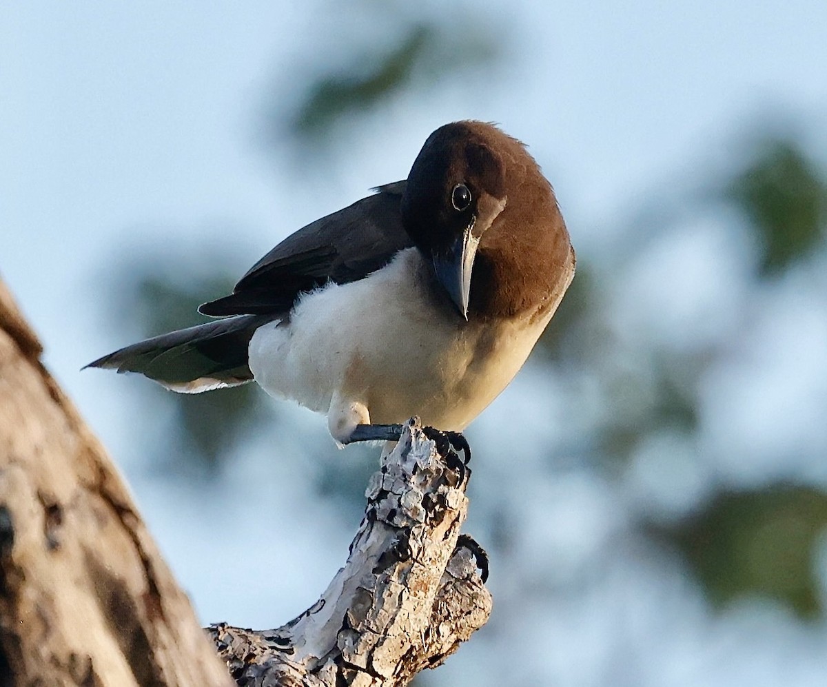 Brown Jay - ML637321388
