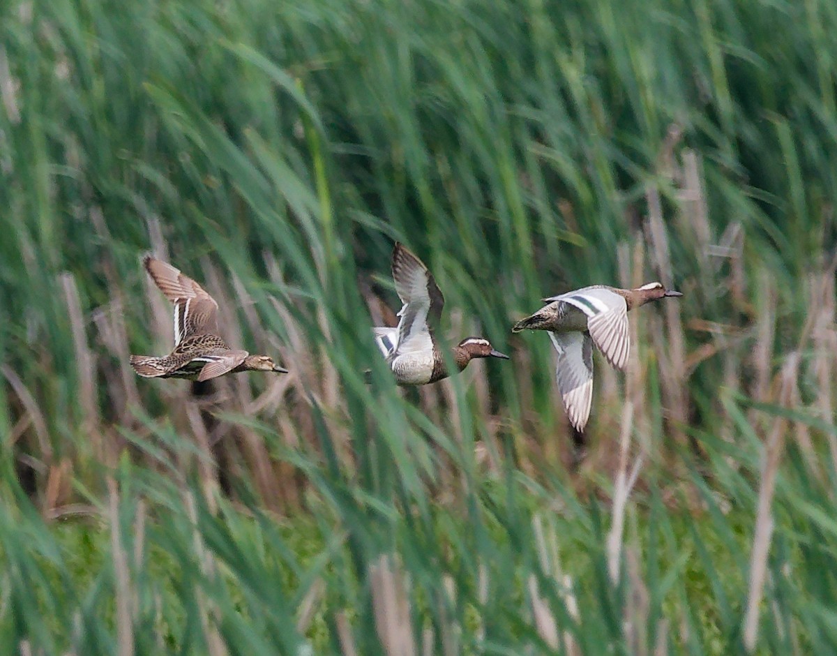 Garganey - ML637321390