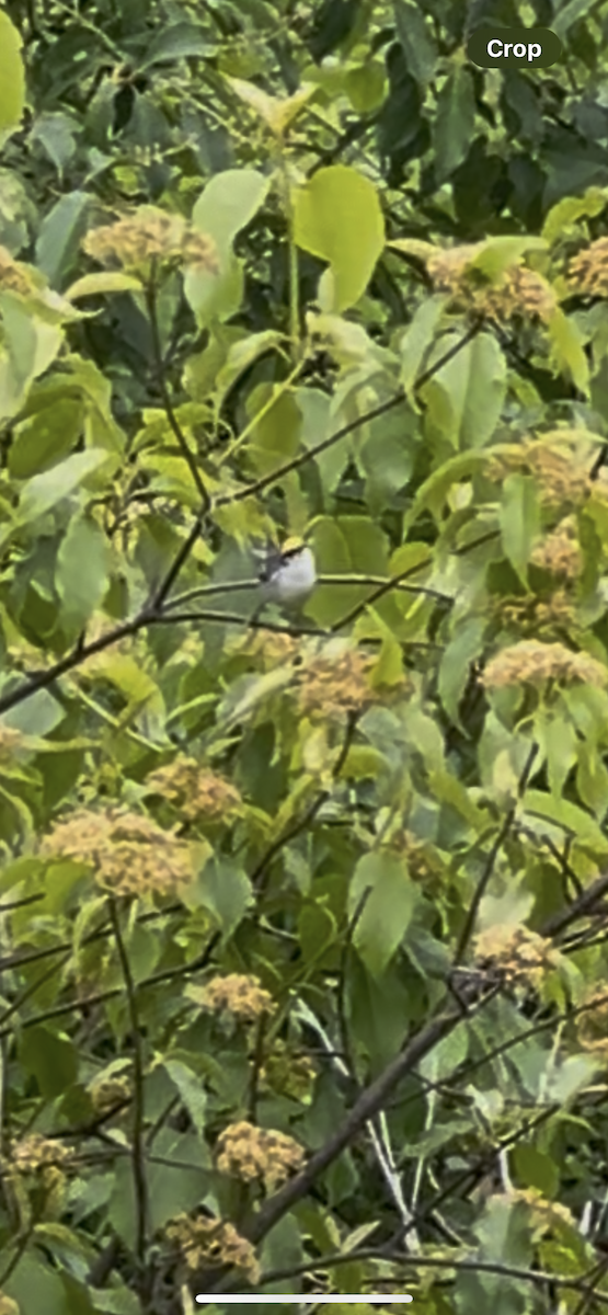 Brewster's Warbler (hybrid) - ML637321426