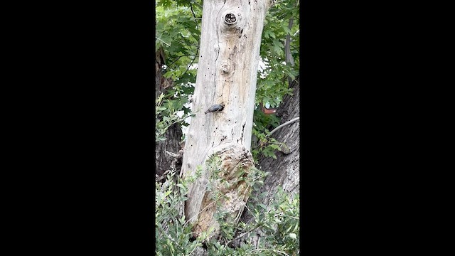 Red-breasted Nuthatch - ML637321437