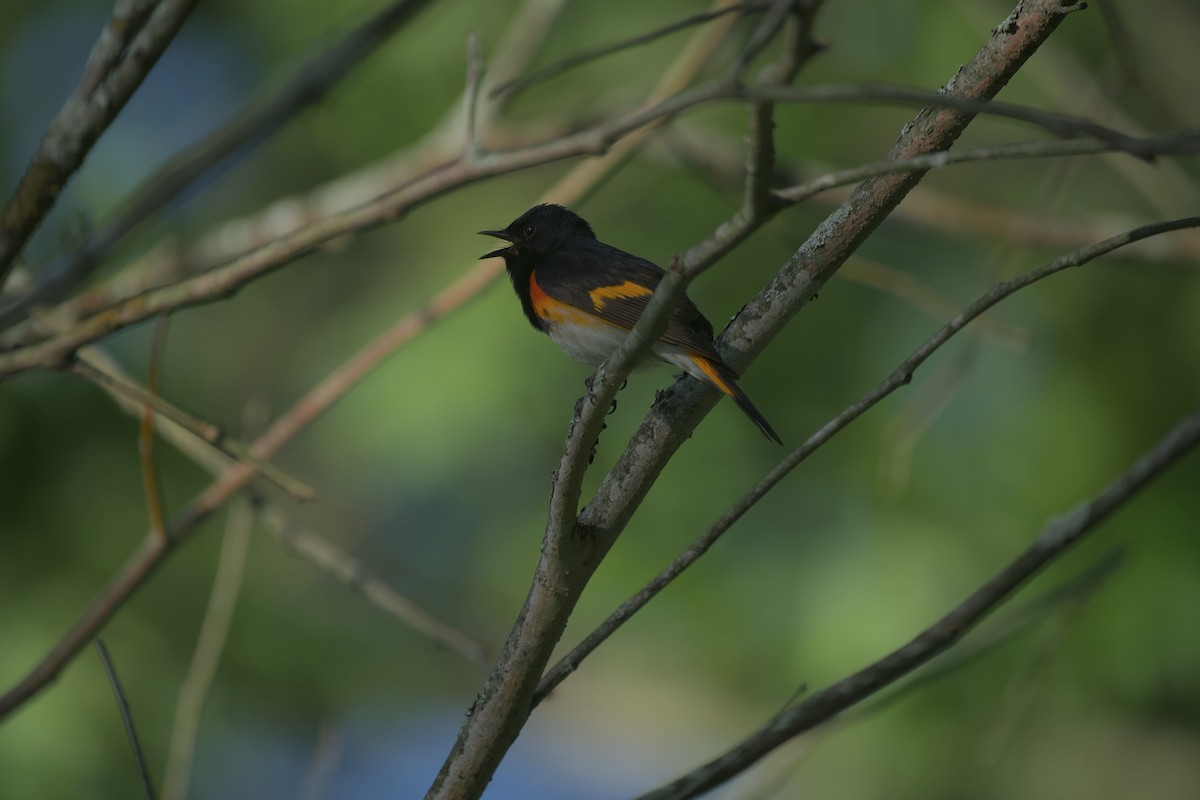 American Redstart - ML637321466