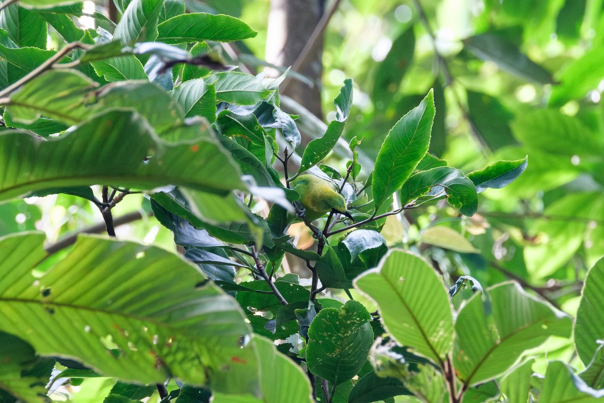 Blue-winged Leafbird - ML637321527