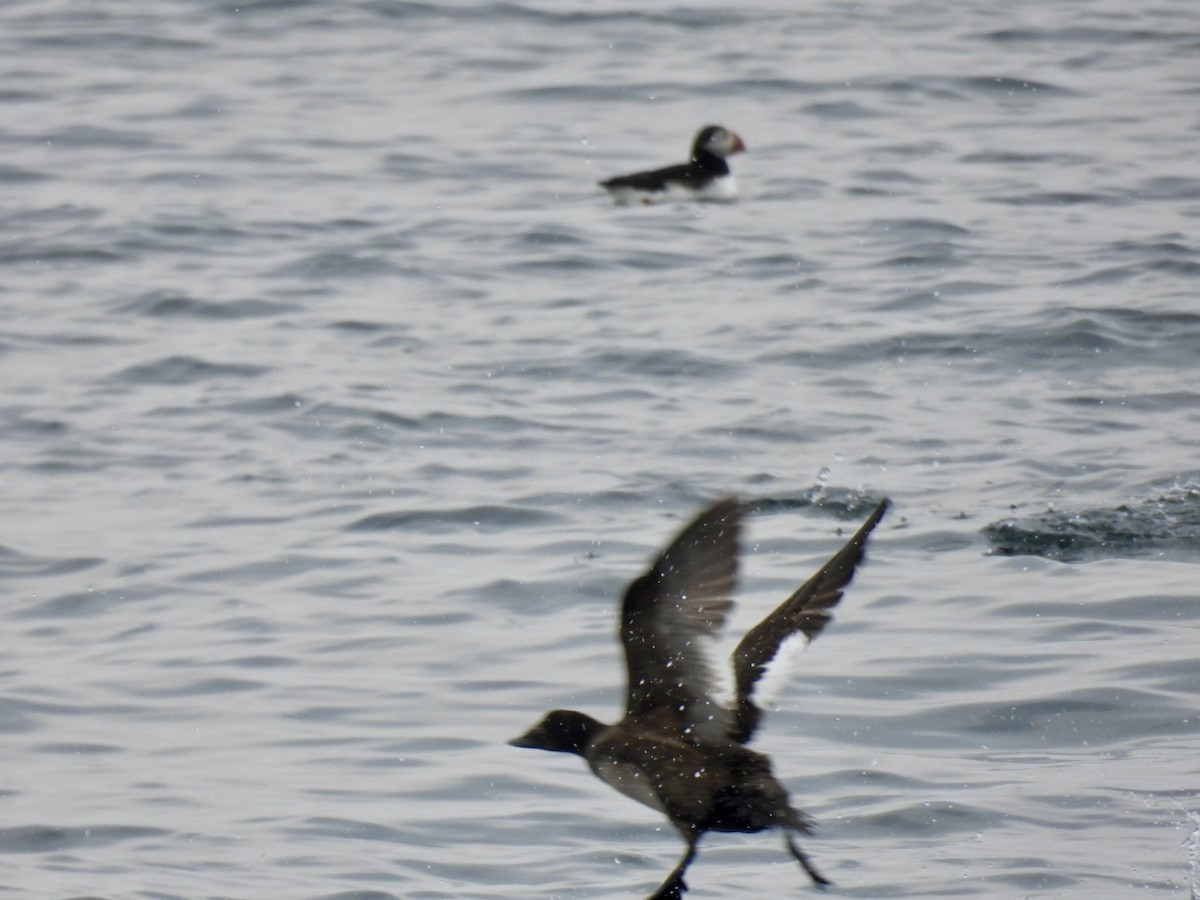 White-winged Scoter - ML637321567