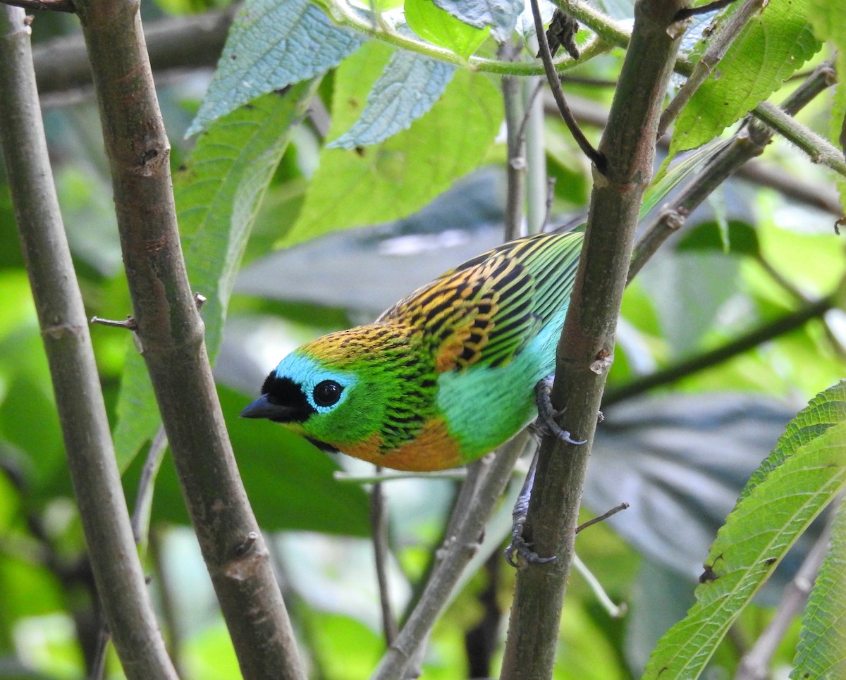 Brassy-breasted Tanager - ML637321601