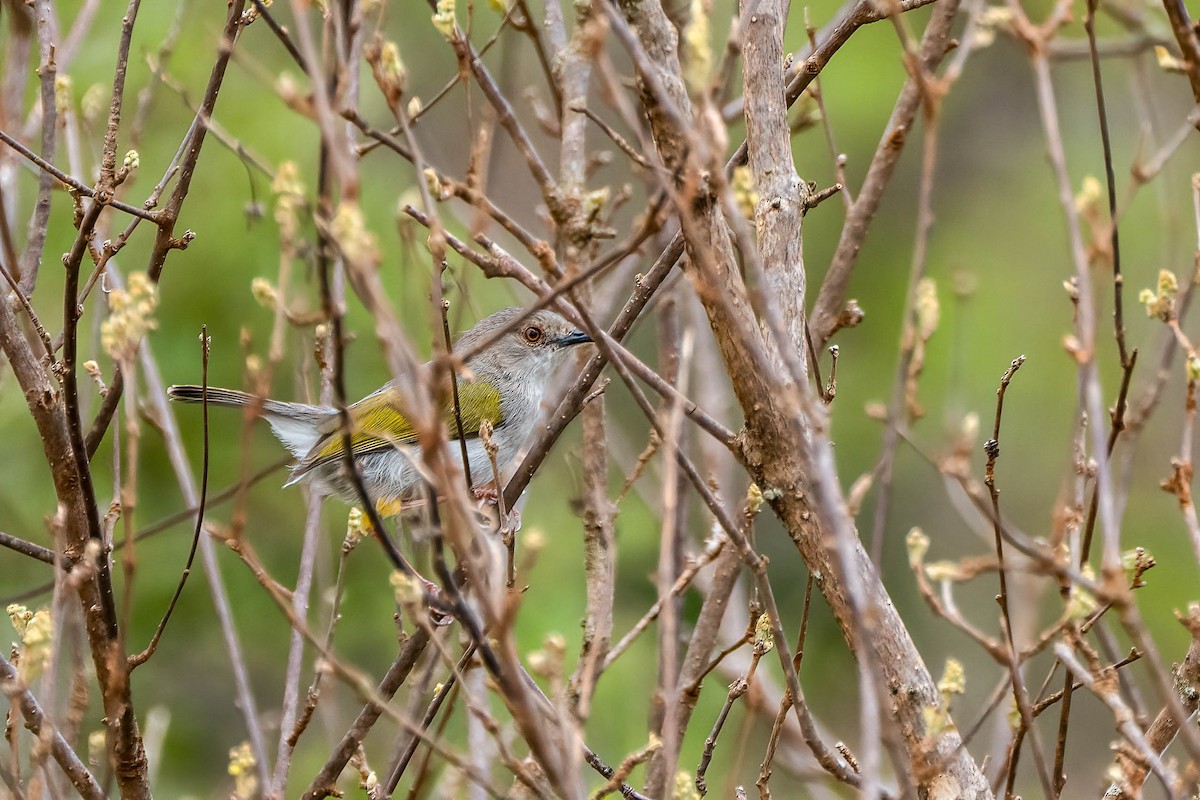 Green-backed Camaroptera - ML637321611