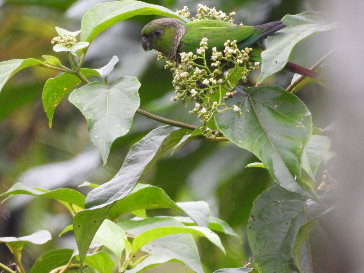 pyrura hnědoocasý - ML637321660