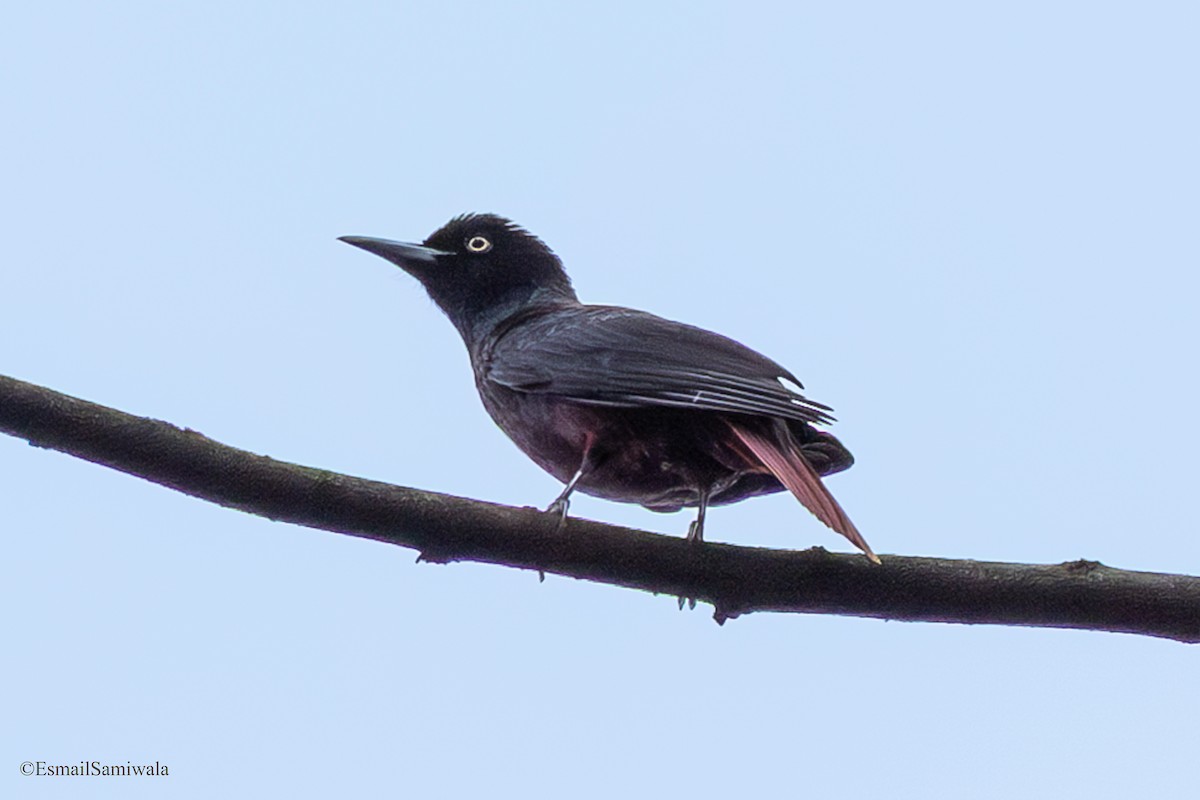 Maroon Oriole - ML637321667