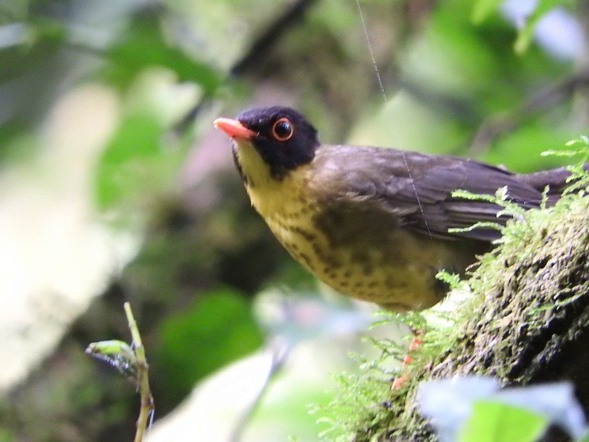 Yellow-throated Nightingale-Thrush - ML637321708