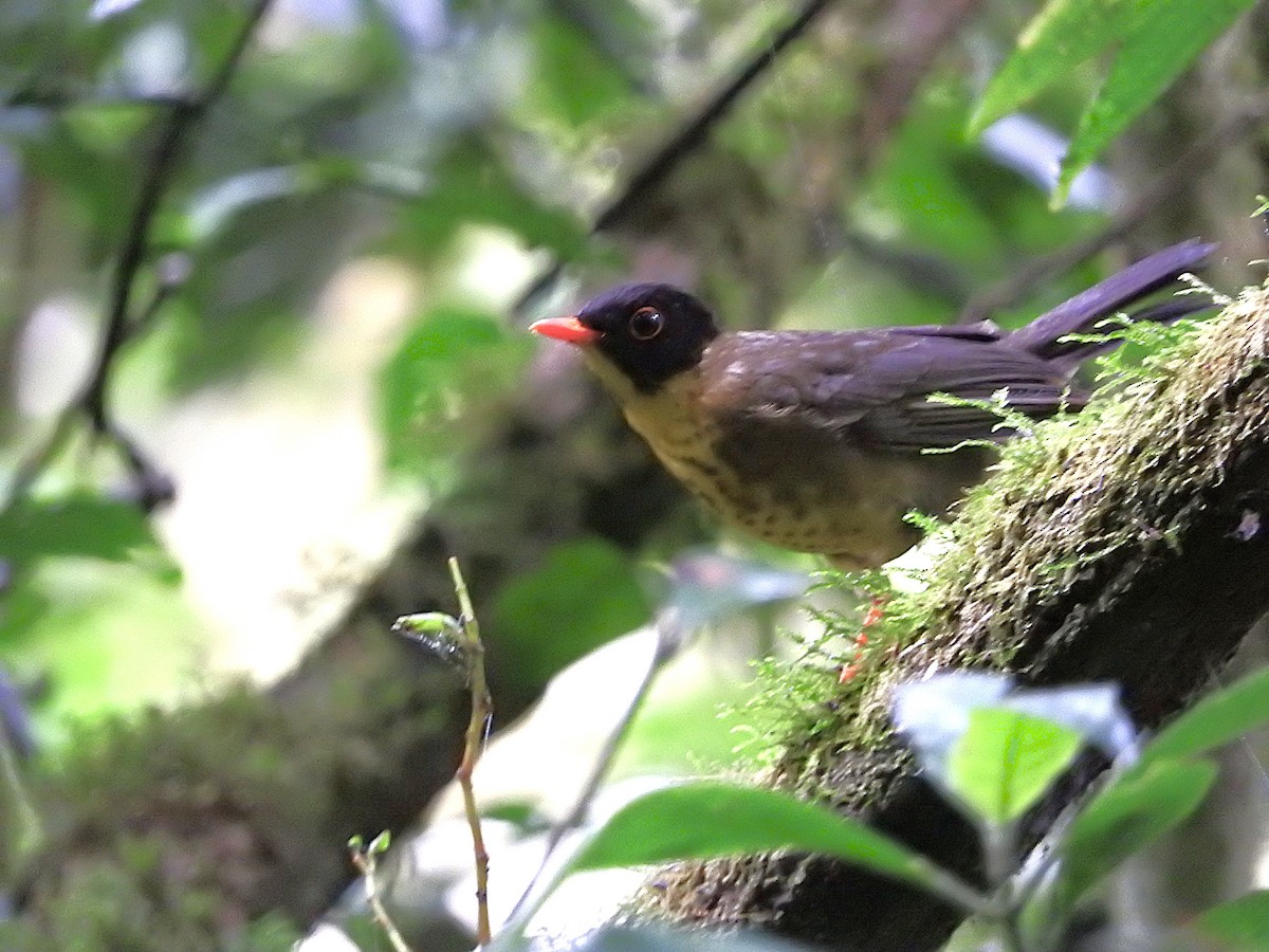 Yellow-throated Nightingale-Thrush - ML637321709