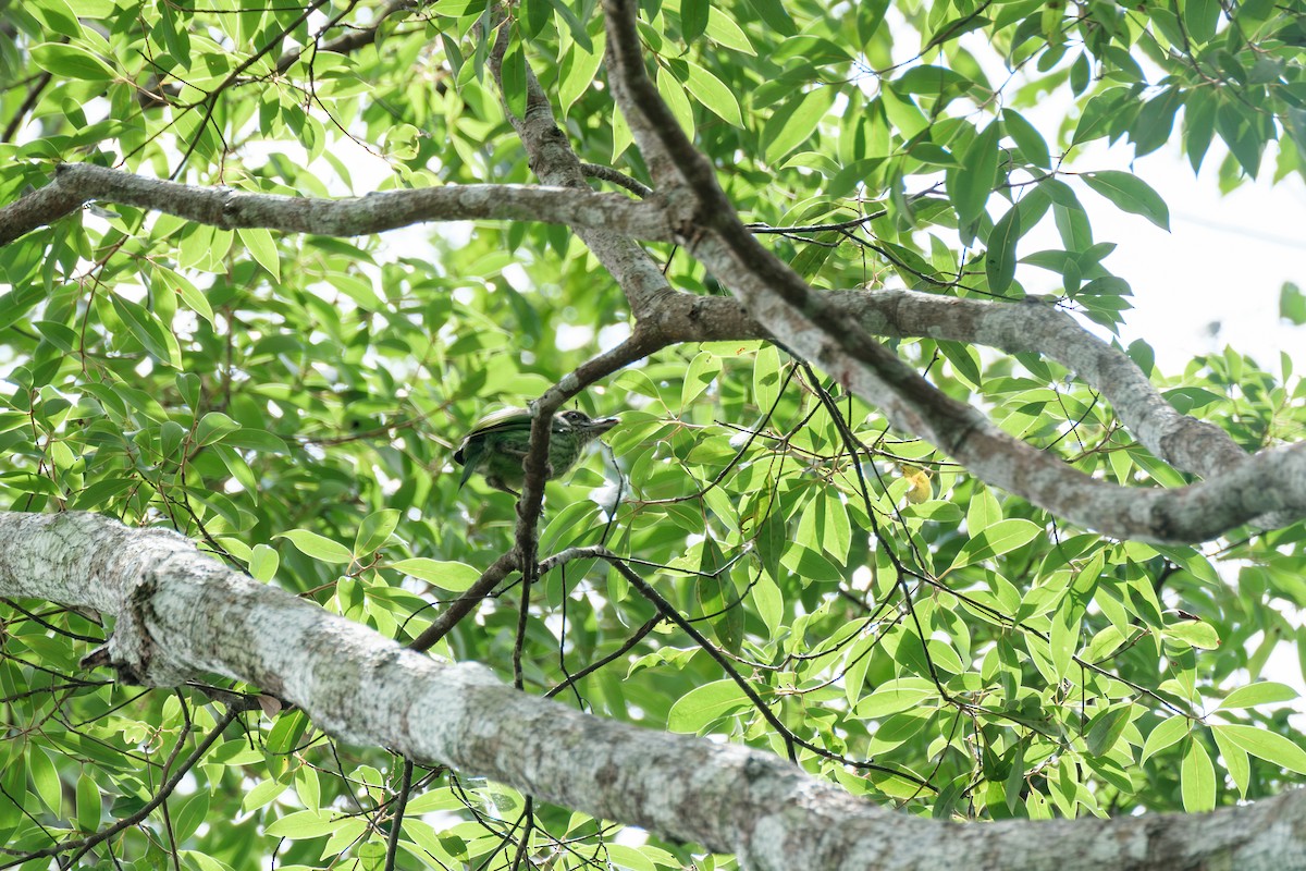 Green-eared Barbet - ML637321768
