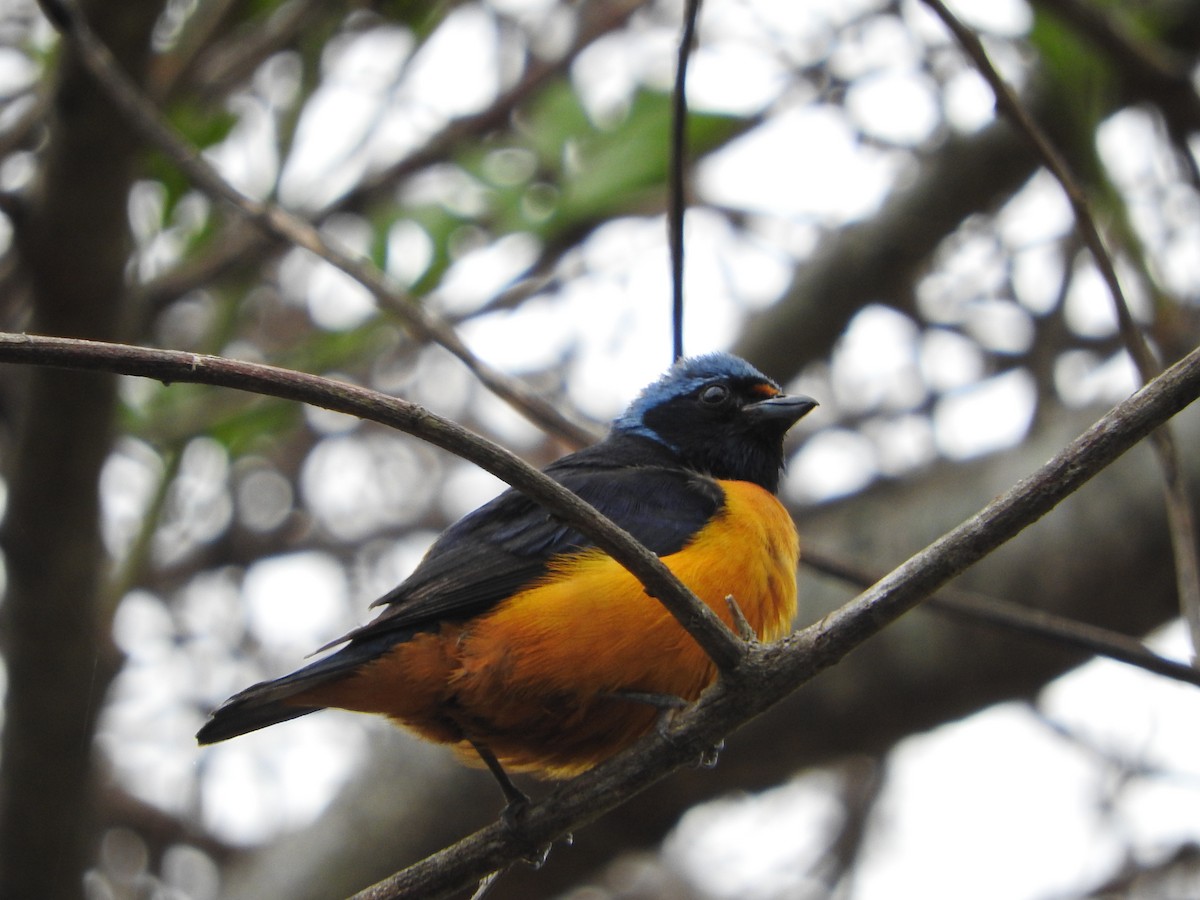 Elegant Euphonia - ML637321787