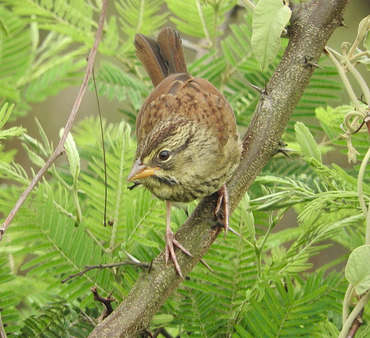 Rusty Sparrow - ML637321806