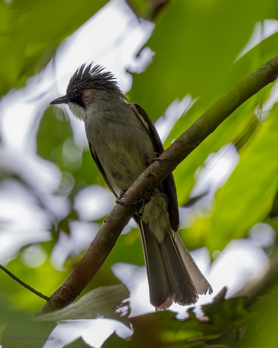 Ashy Bulbul - ML637321825