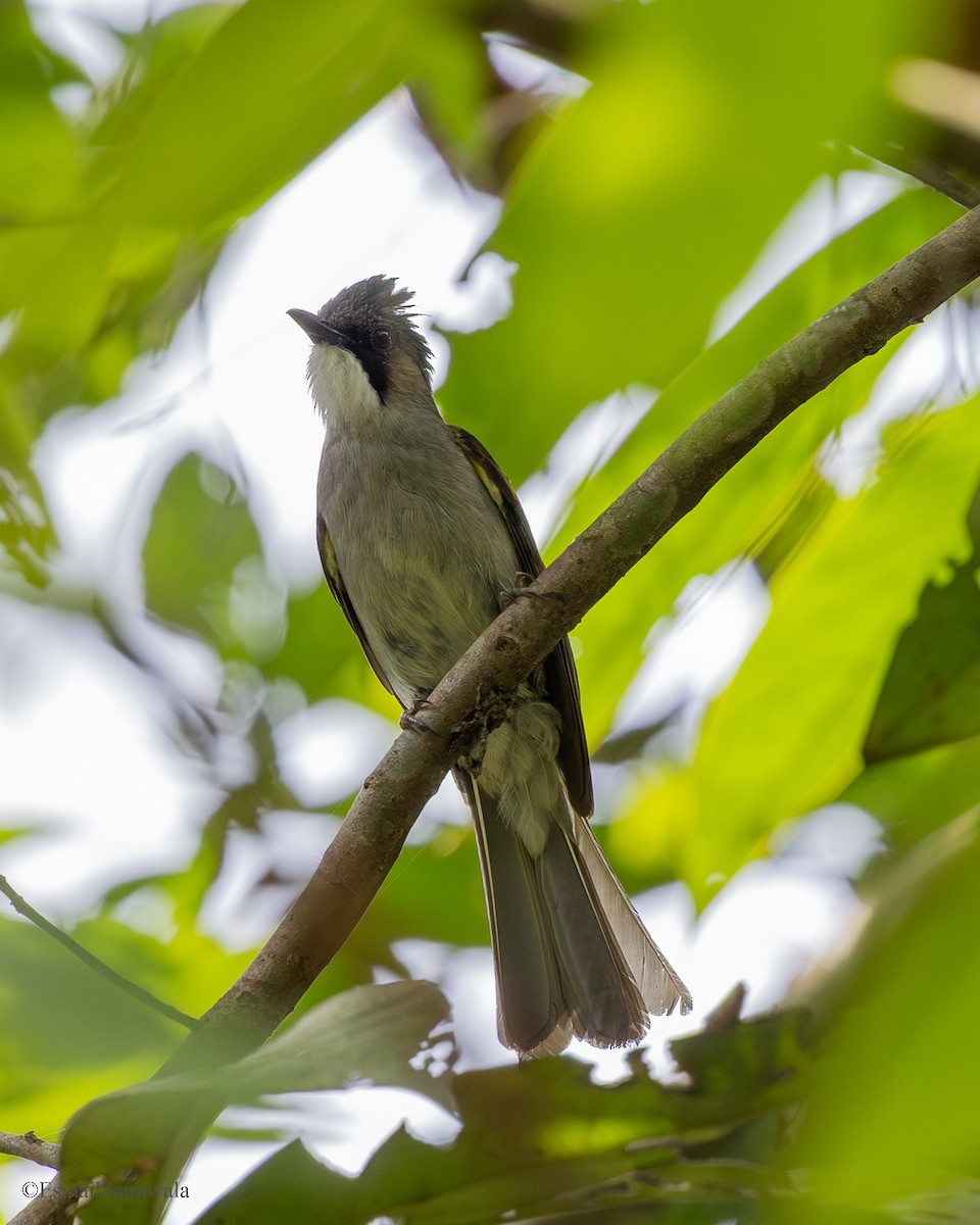 Ashy Bulbul - ML637321827